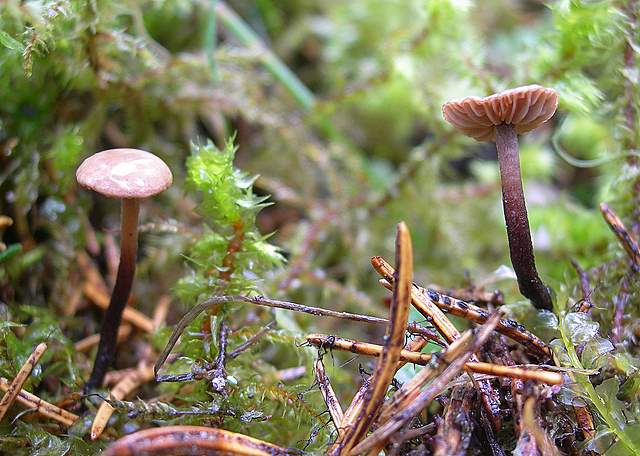 La  Flora  micologica  Alsaziana